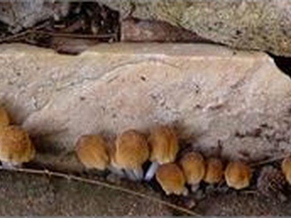 Plants, Flowers & Fungi